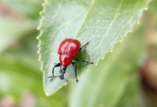 Oak Leaf Rolling Weevil photo 5