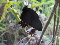 Parides alopius