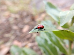 Homoeolabus analis