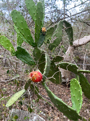 Opuntia dejecta