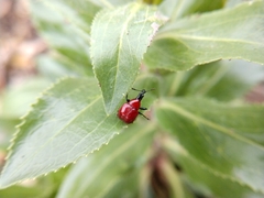 Homoeolabus analis
