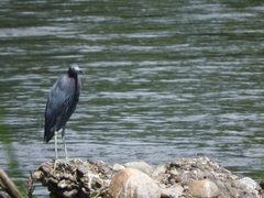 Egretta caerulea