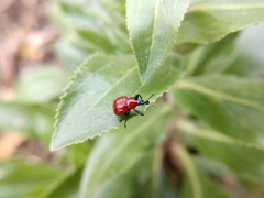 Homoeolabus analis