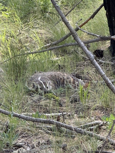 Northwestern American Badger observed by e_n_foundathing