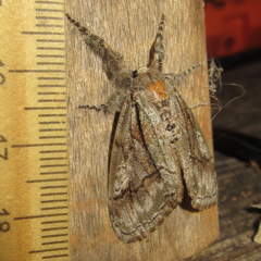 Dasychira obliquata