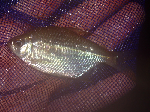 Yellowback tetra (Moenkhausia chrysargyrea) — Characidae — 4