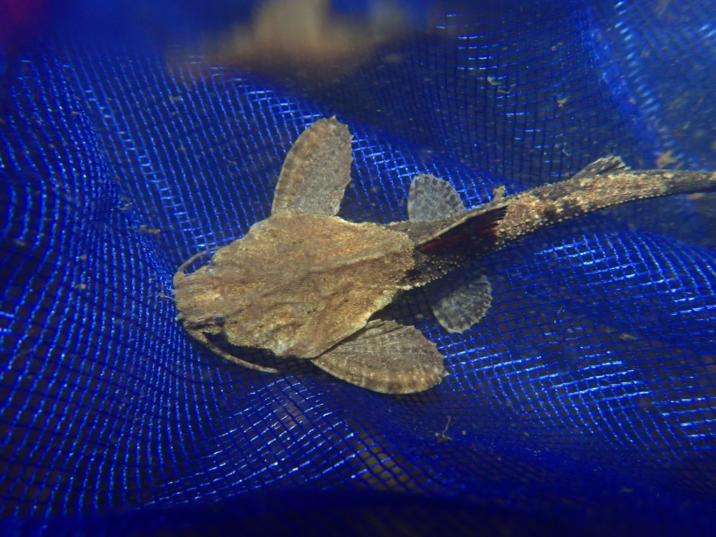 Banjo cat (Bunocephalus coracoideus) — Aspredinidae