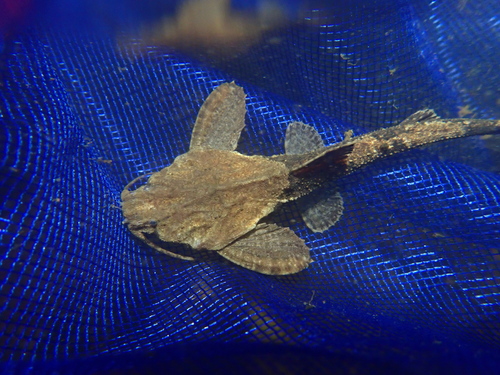 Banjo cat (Bunocephalus coracoideus) — Aspredinidae