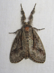 Dasychira obliquata