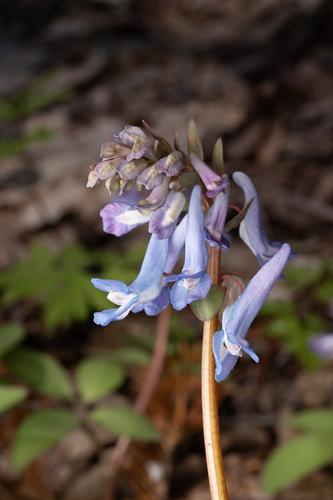 Corydalis fumariifolia, photograph 1