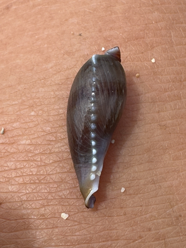 Monetaria caputophidii