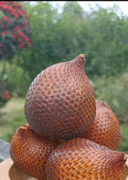 Salacca zalacca, 2026-05-10