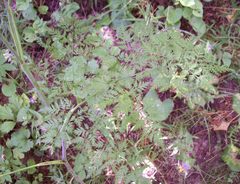 Conioselinum tataricum