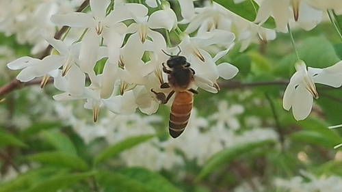 Giant Honey Bee