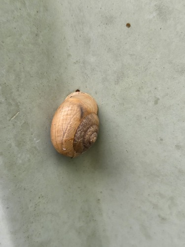 Bradybaena similaris