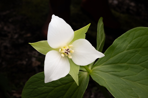 Trillium × hagae iNat (1)
