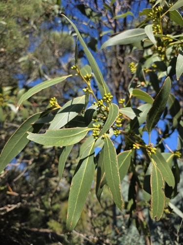 Eucalyptus kitsoniana