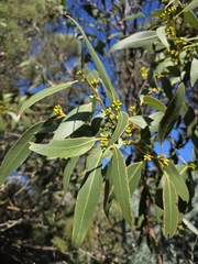 Eucalyptus kitsoniana