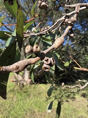 Eucalyptus kitsoniana, photograph author not stated, no rights reserved