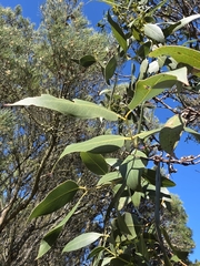 Eucalyptus kitsoniana, photograph author not stated, no rights reserved