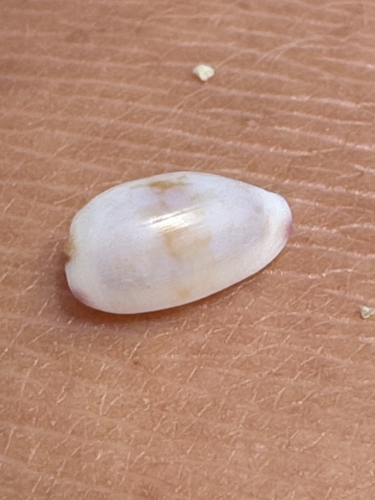 Purpuradusta fimbriata