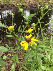 Helenium campestre