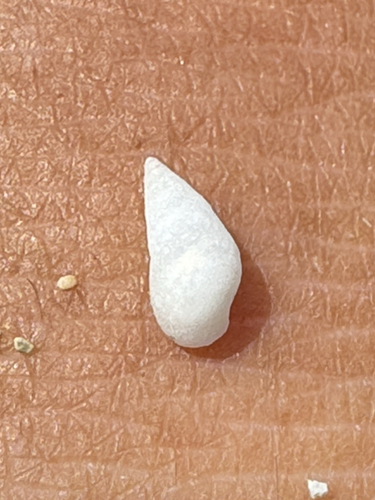 Zebina tridentata