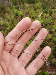 Piptochaetium avenacioides