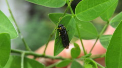 Adurgoa gonagra