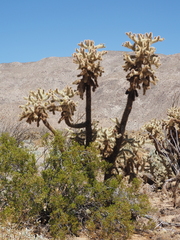 Cylindropuntia fosbergii, photograph (c) Rosario Douglas, some rights reserved (CC BY)