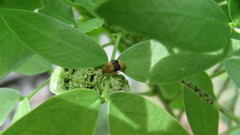 Sennius lateapicalis