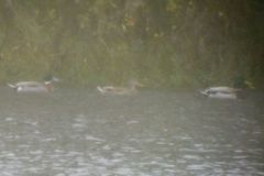 Anas platyrhynchos × acuta