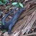 Varanus rudicollis - Photo (c) Xoni, algunos derechos reservados (CC BY-NC), subido por Xoni