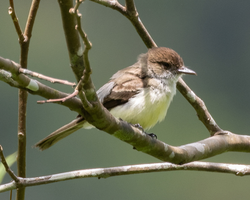 Sad Flycatcher