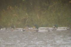 Anas platyrhynchos × acuta