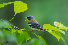 Northern Parula photo 4