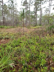 Piptochaetium avenacioides