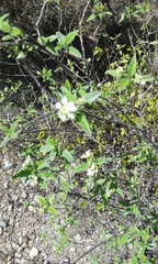 Lantana canescens