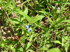 Commelina erecta