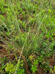 Piptochaetium avenacioides