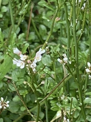 Cardamine flexuosa