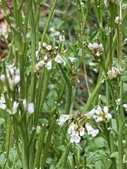 Cardamine flexuosa