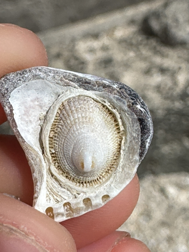 Pilosabia trigona observed 2026-05-10