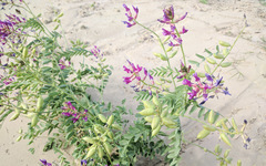 Astragalus crotalariae