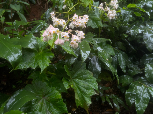Hillebrandia sandwicensis, 2026-05-09