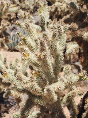 Cylindropuntia fosbergii, photograph 1