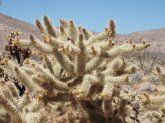 Cylindropuntia fosbergii