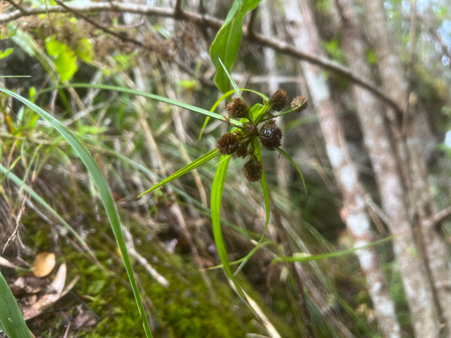 Cyperus phleoides observed 2026-05-09