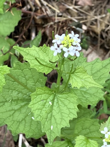 garlic mustard