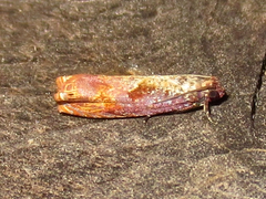 Episimus tyrius